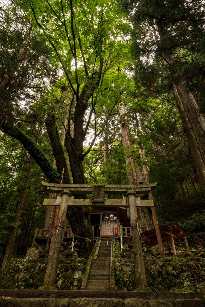 鎮守の森