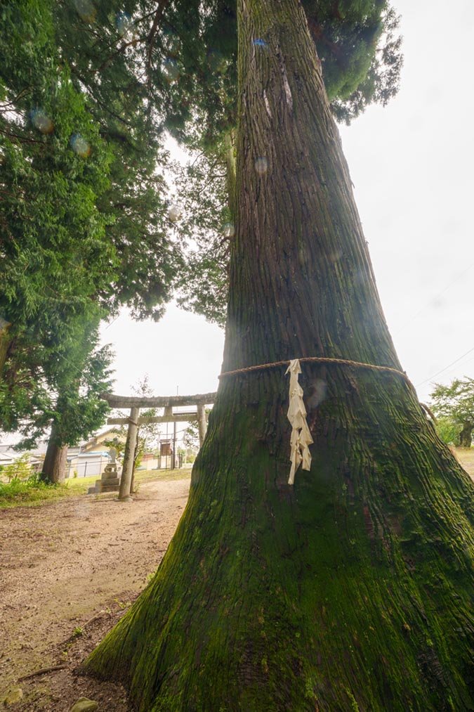 鎮守の巨樹