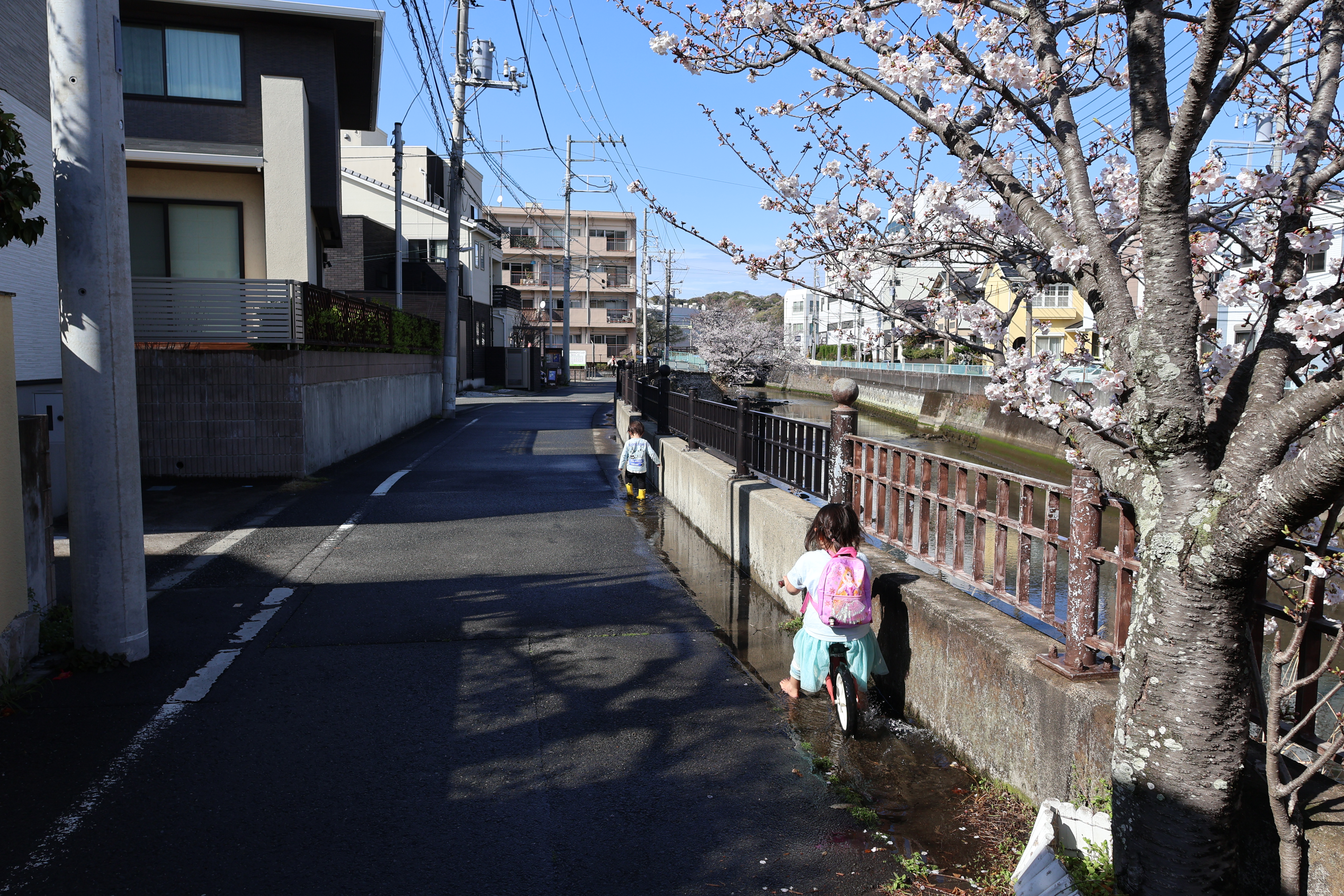 桜並木