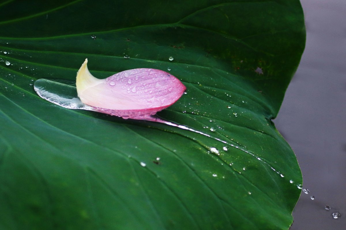 一片に雨粒流る