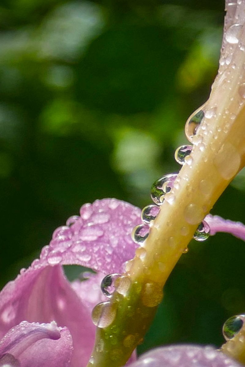 雨の贈り物