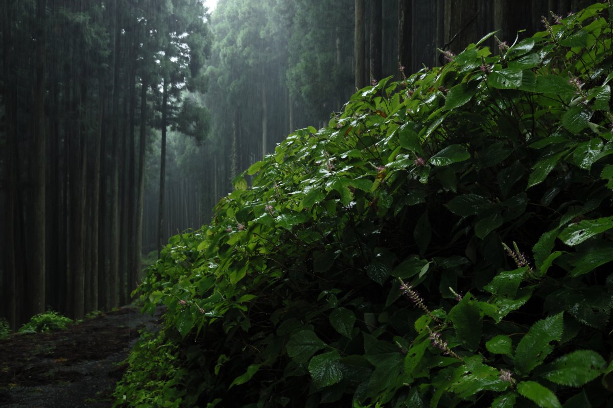 雨中のファンタジー