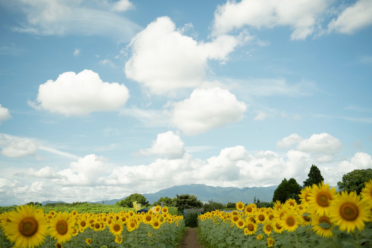 夏空