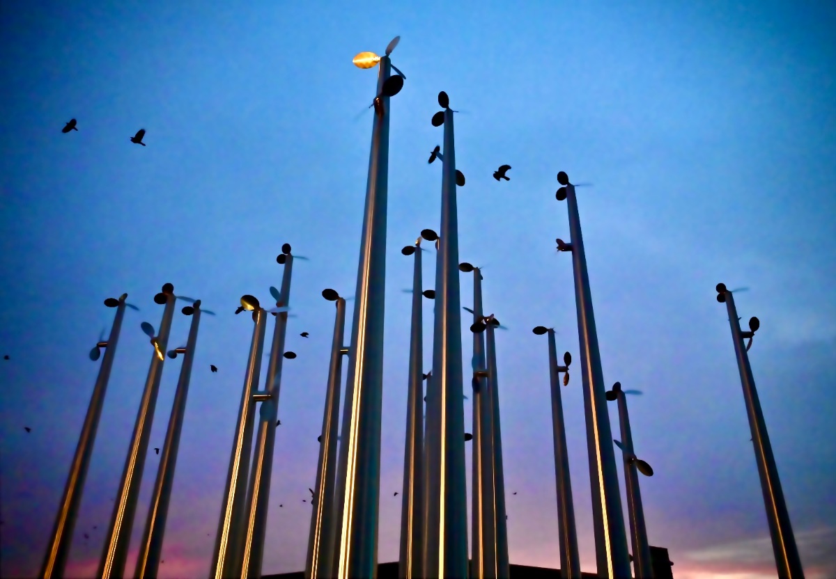 夕空に伸びる芽