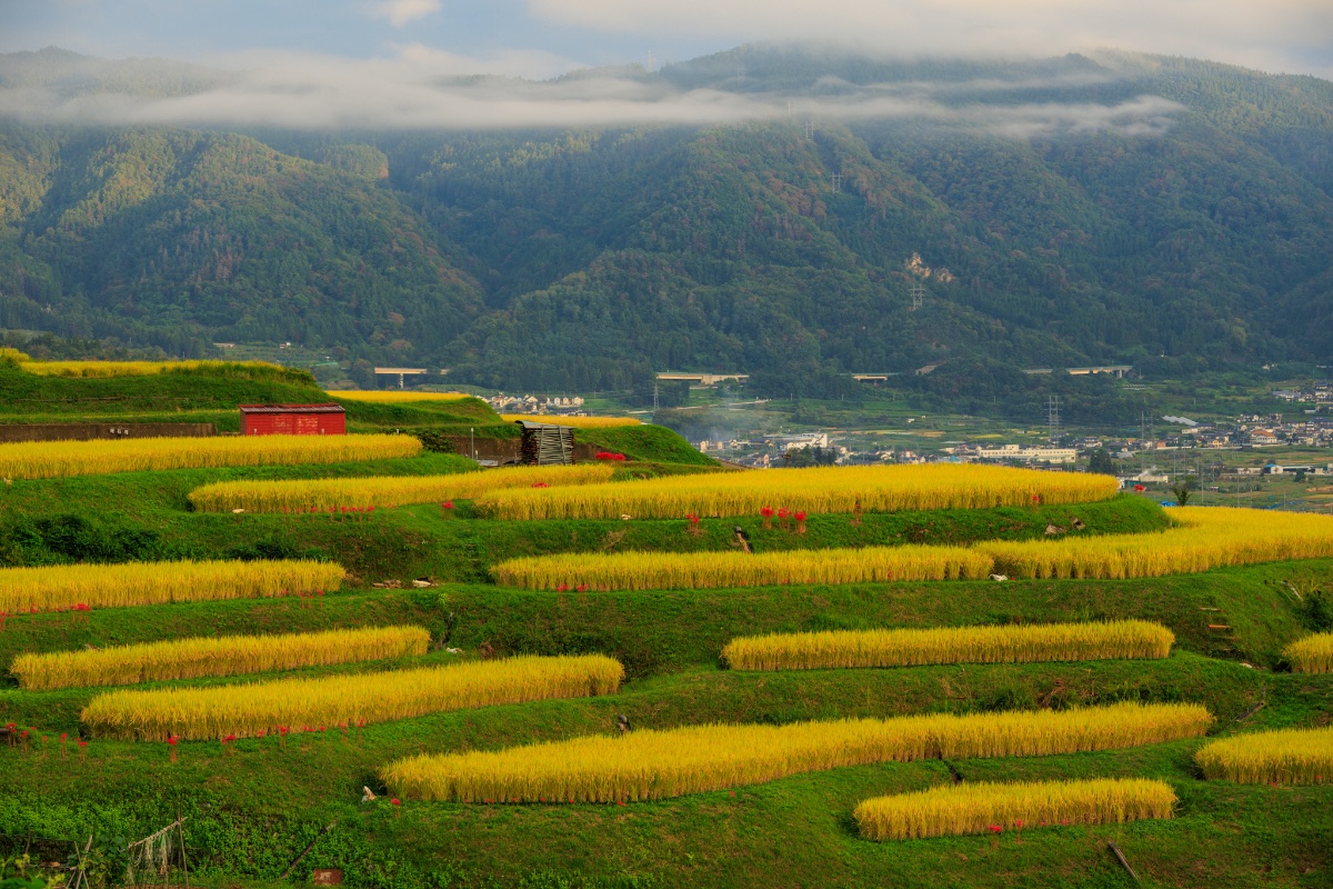 黄金の里、霧の峰2