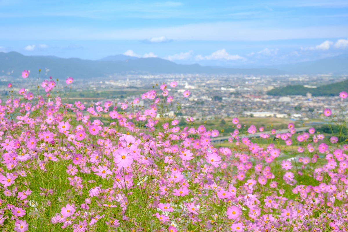 花霞の向こうに