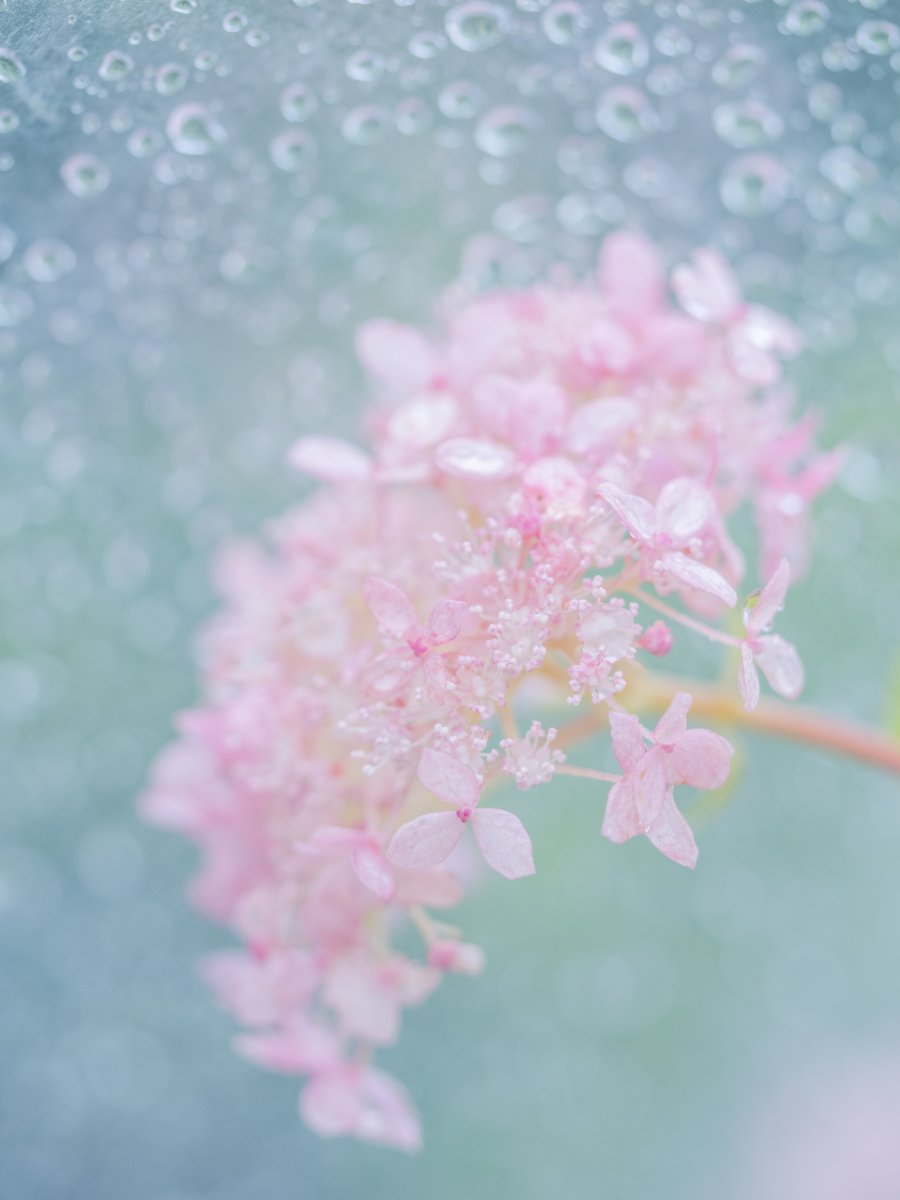 雨に恋して