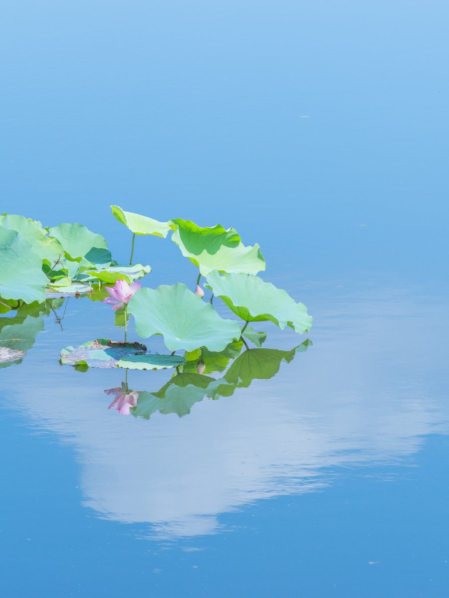 天上の花