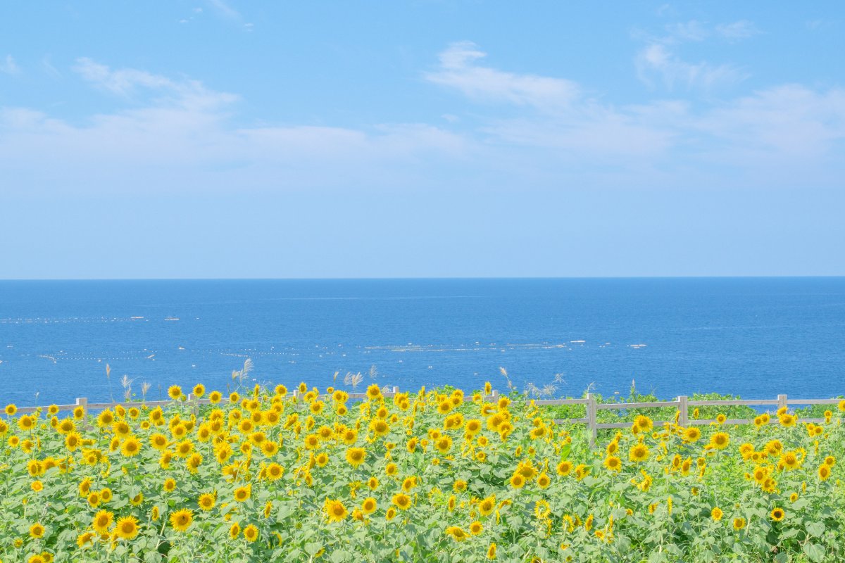 夏の色を追いかけて