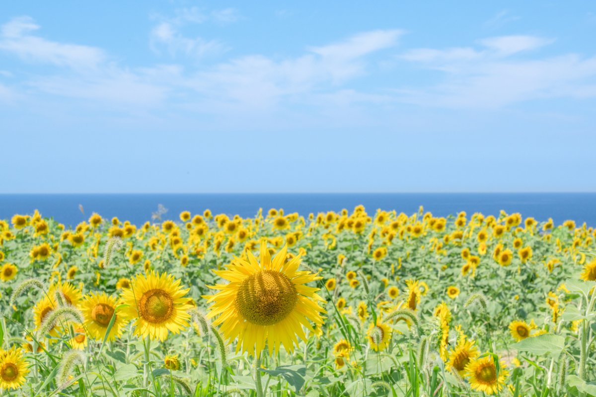 海とひまわり