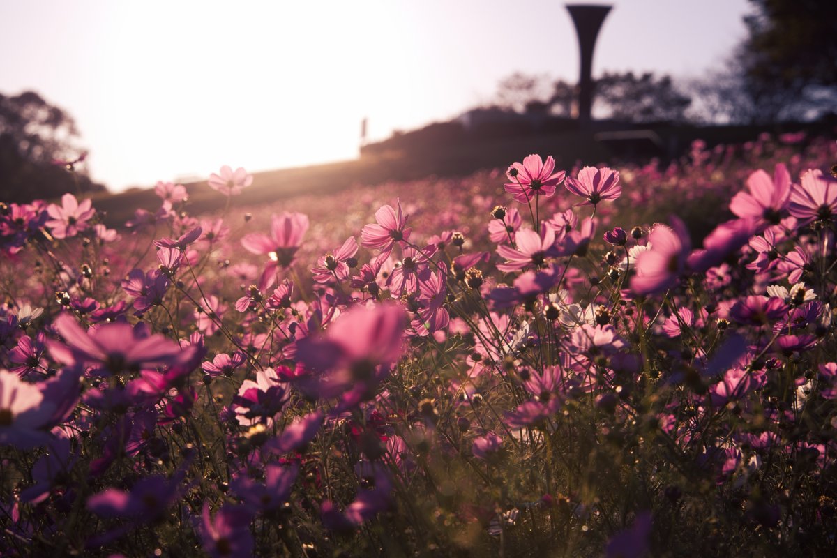 A Pink World