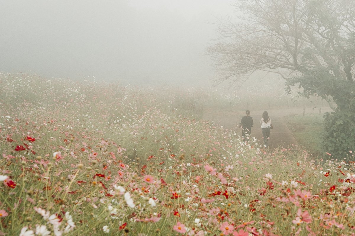MistyⅡ