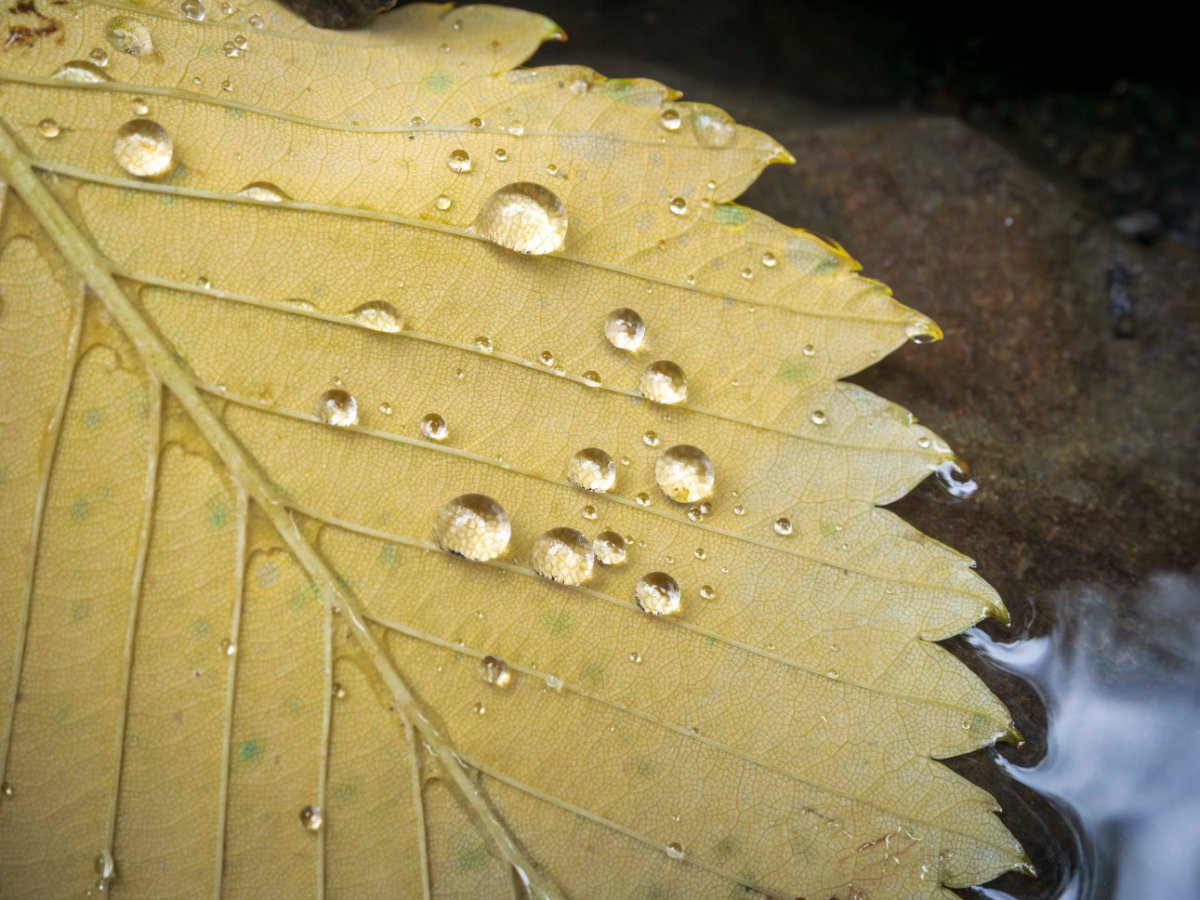 雫