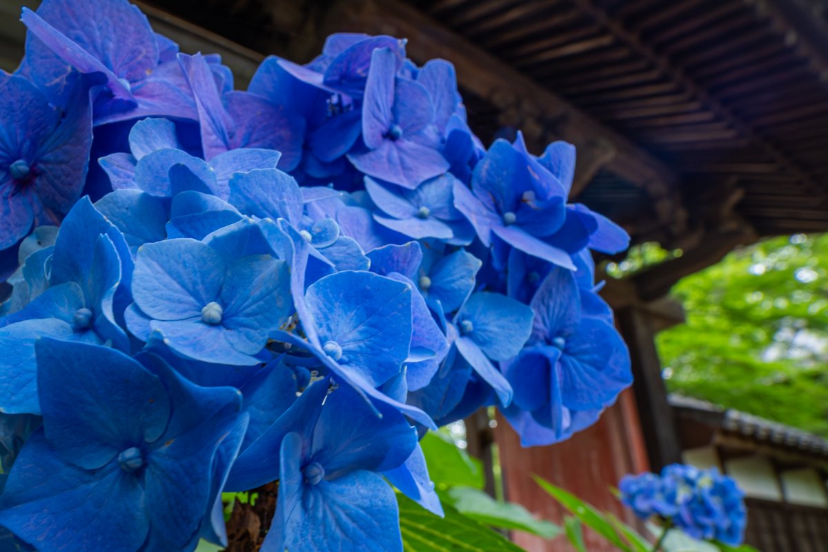 門前の紫陽花