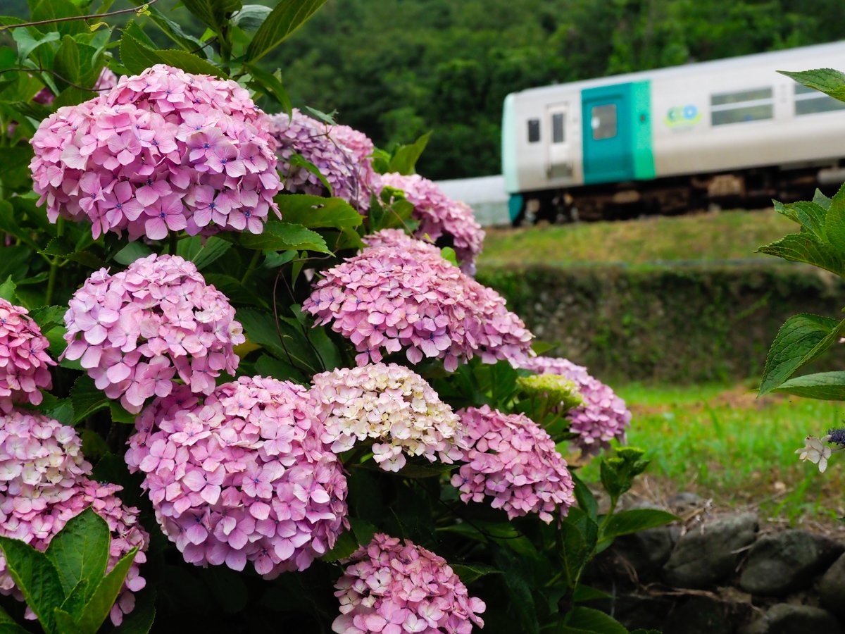紫陽花ロードを行く