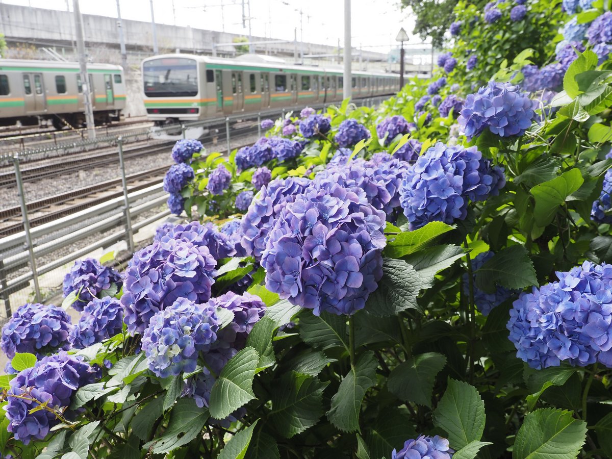 行き交う電車と紫陽花