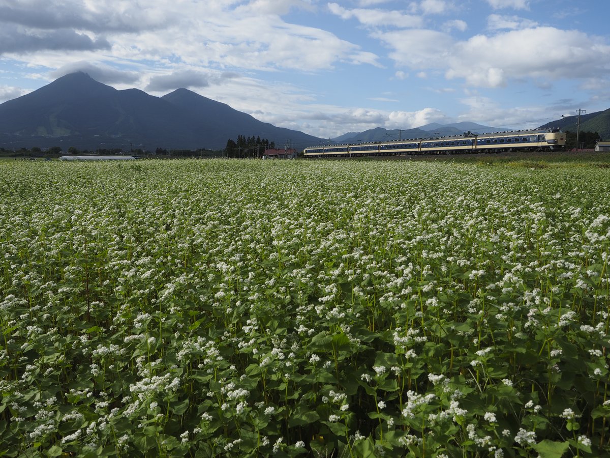 蕎麦の花咲く中で