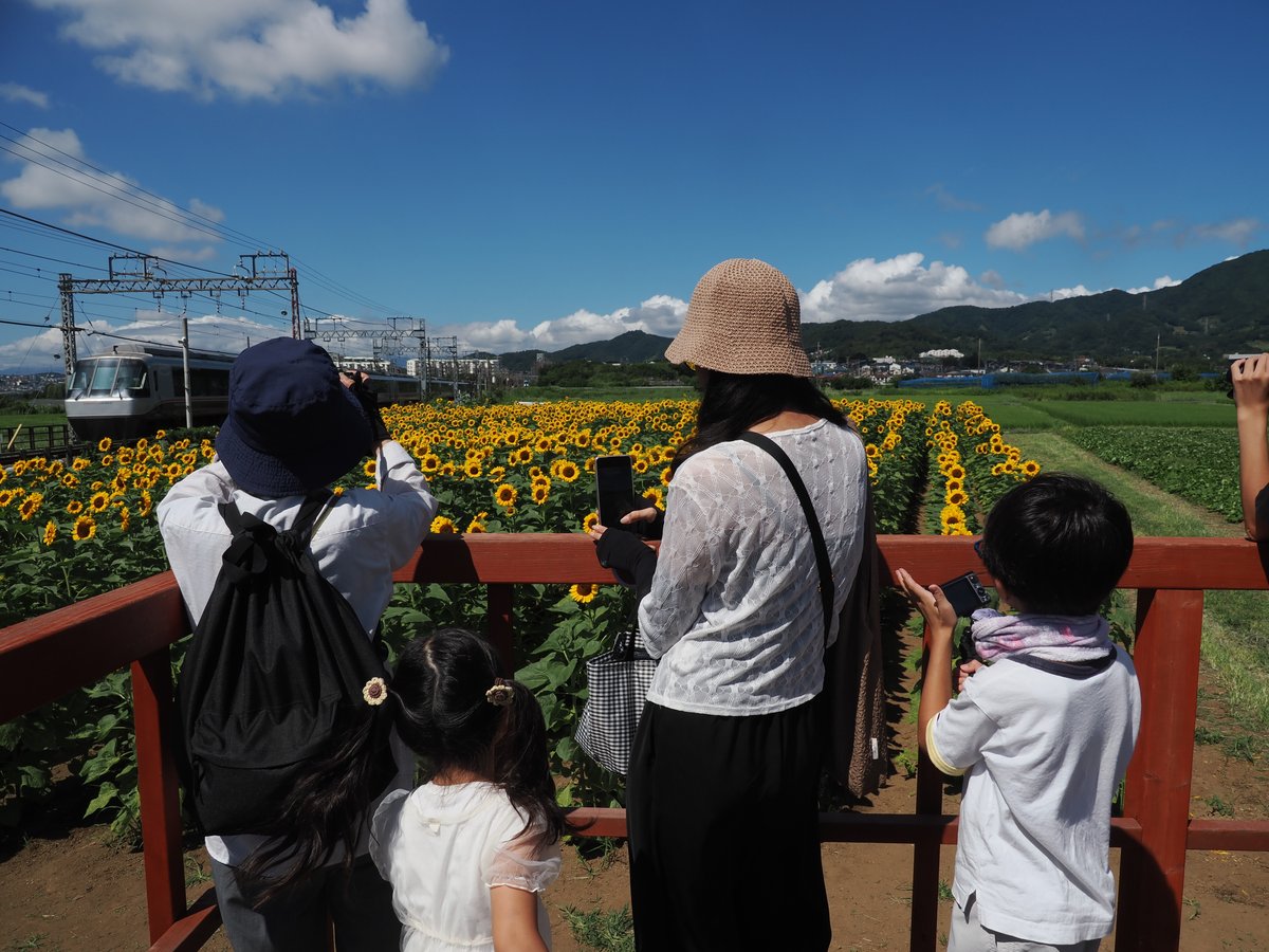 向日葵畑を行く