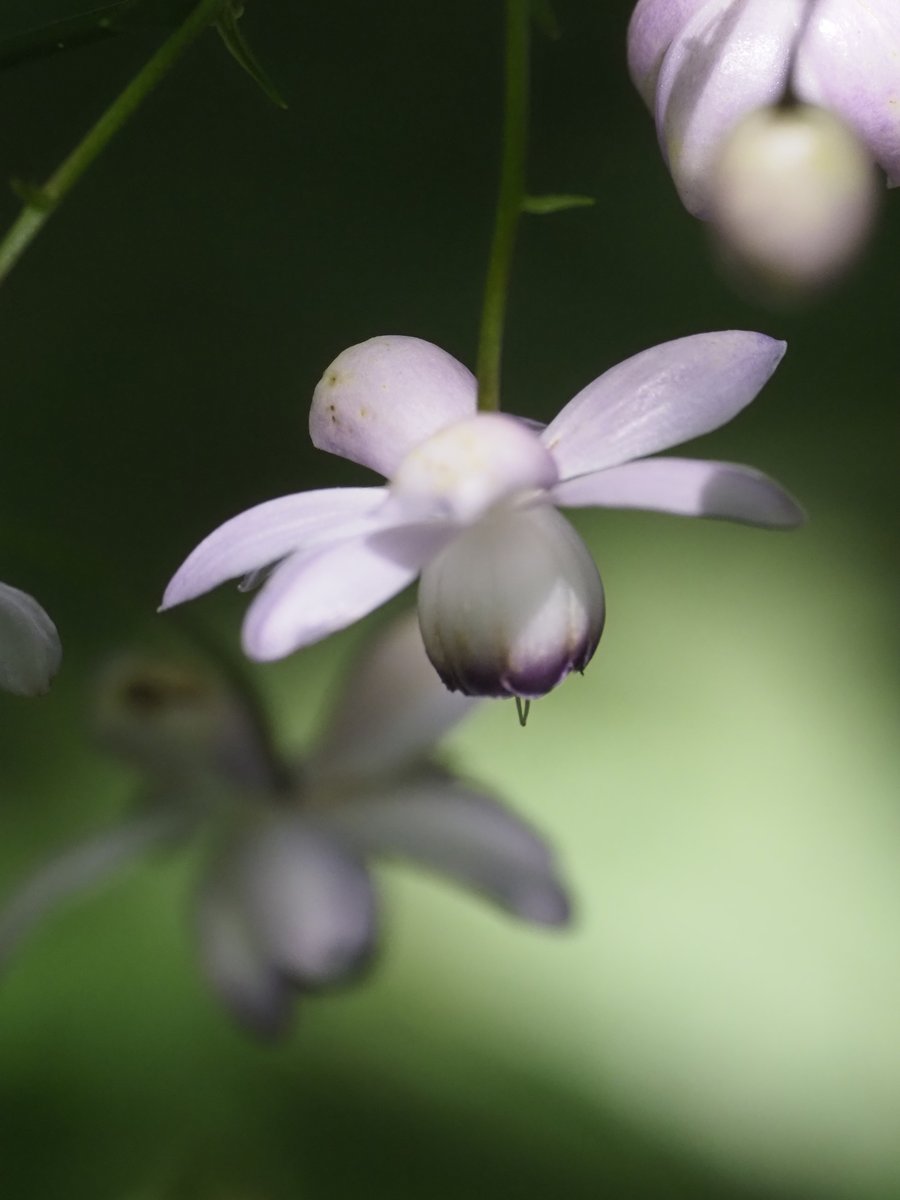 避暑地の花