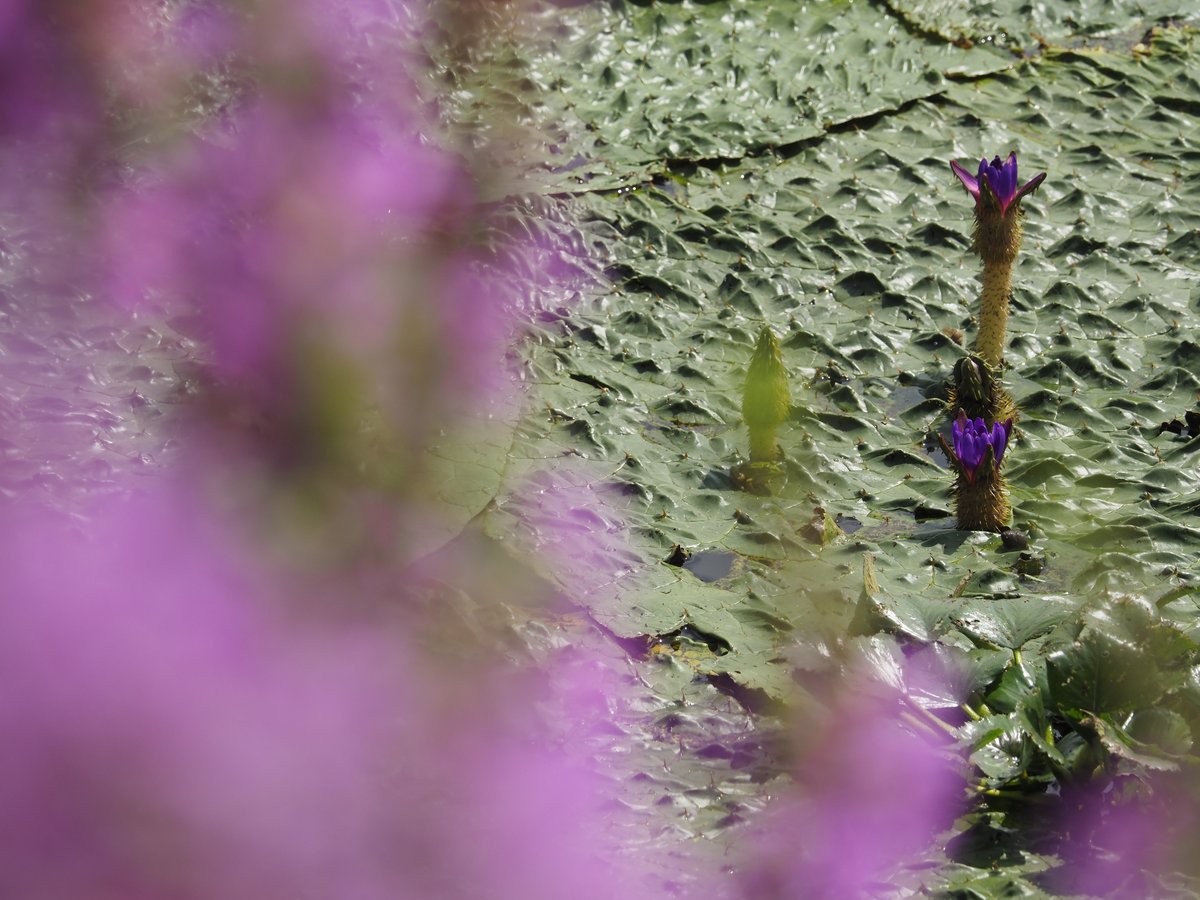 オニバスの花