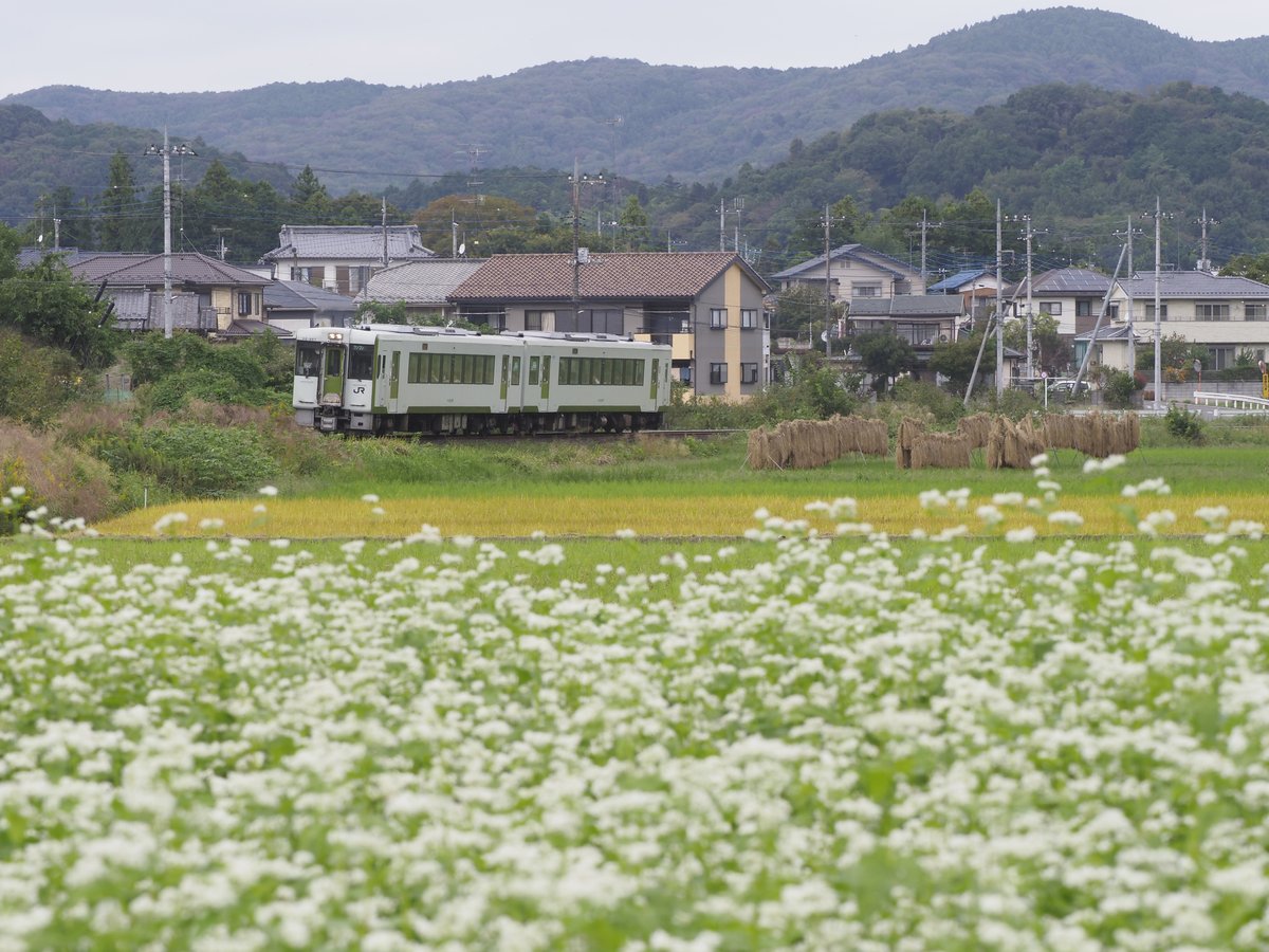 蕎麦の花を行く