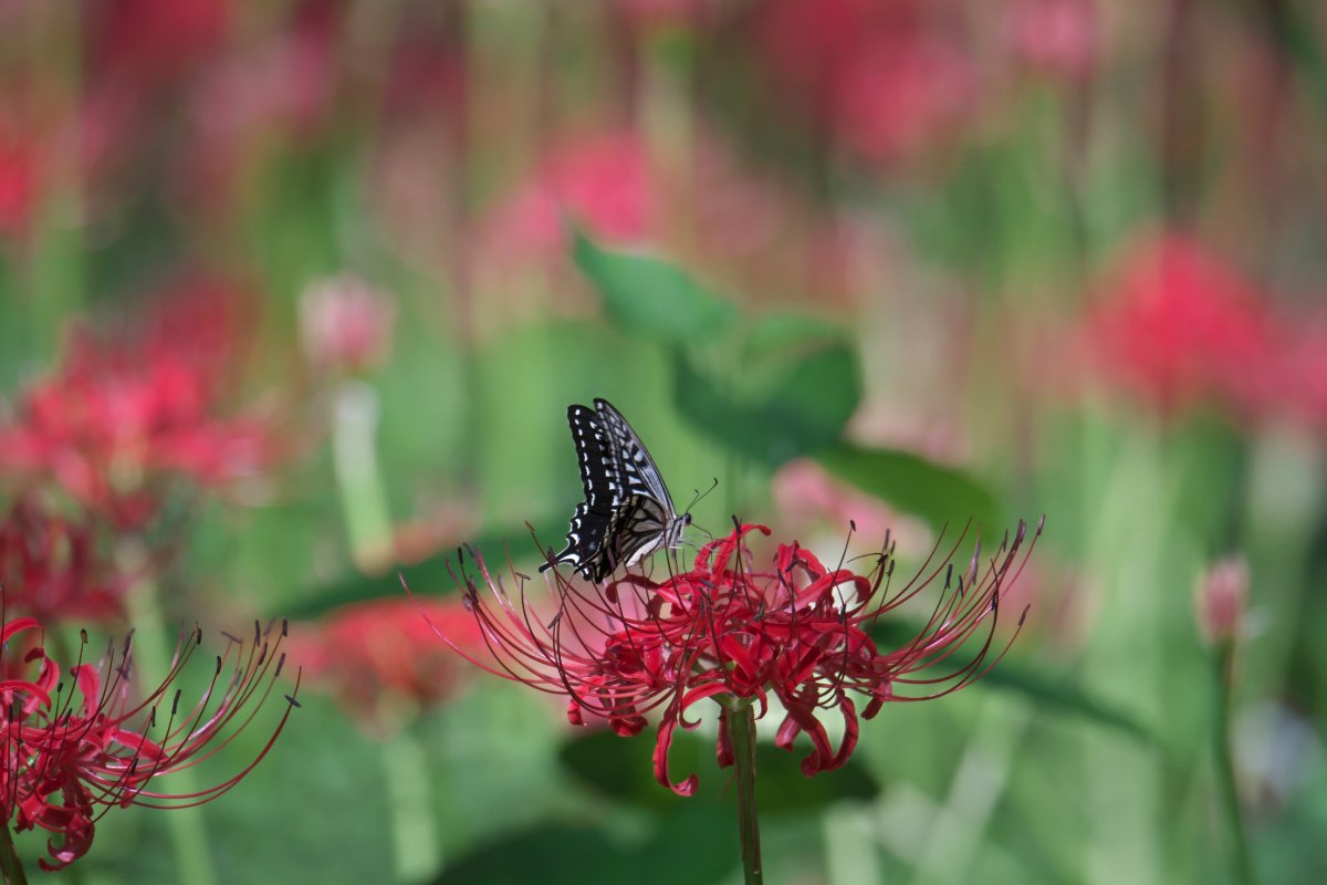 曼珠沙華の花畑で