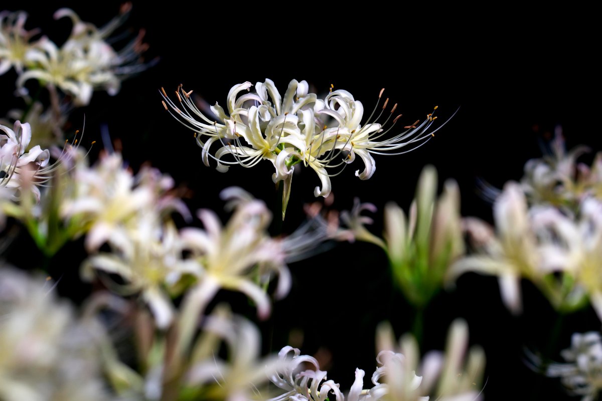 白い曼珠沙華の花