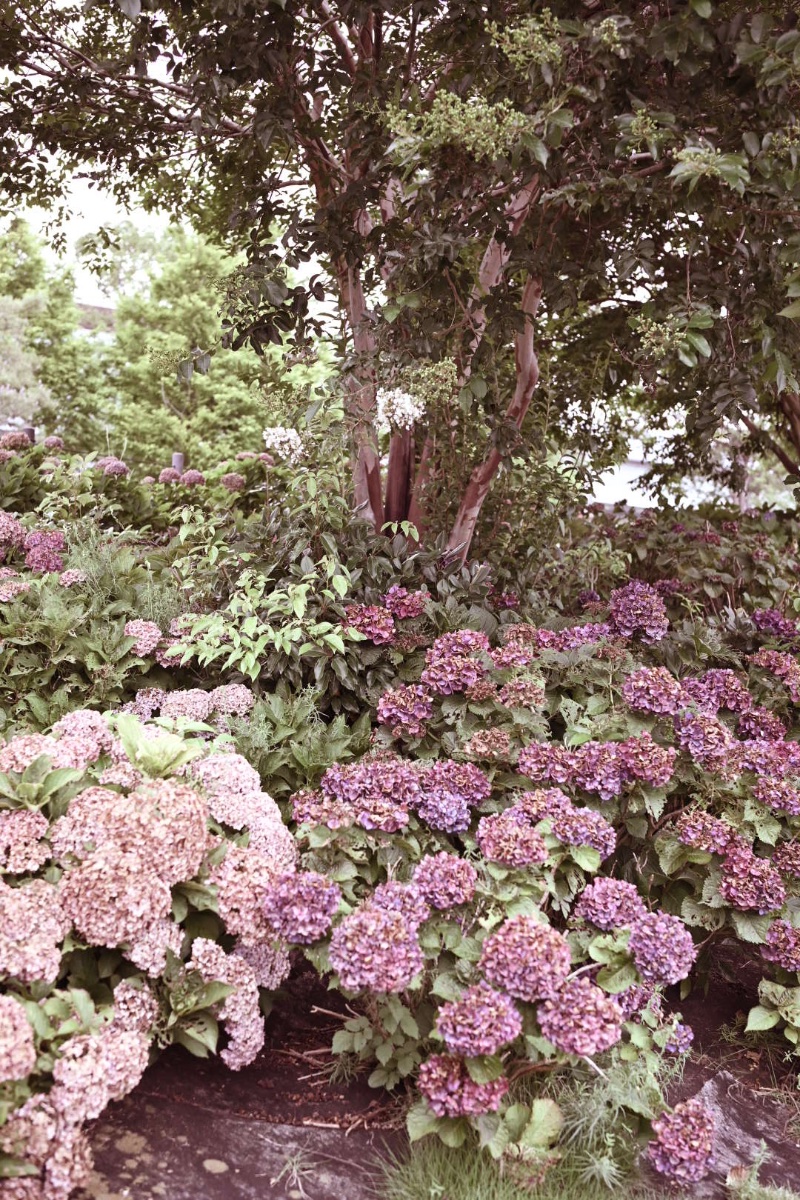 群生