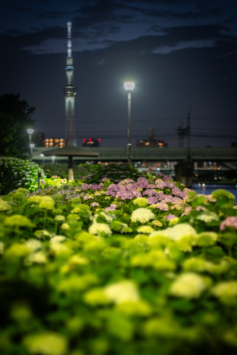 昔ながらの紫陽花風景