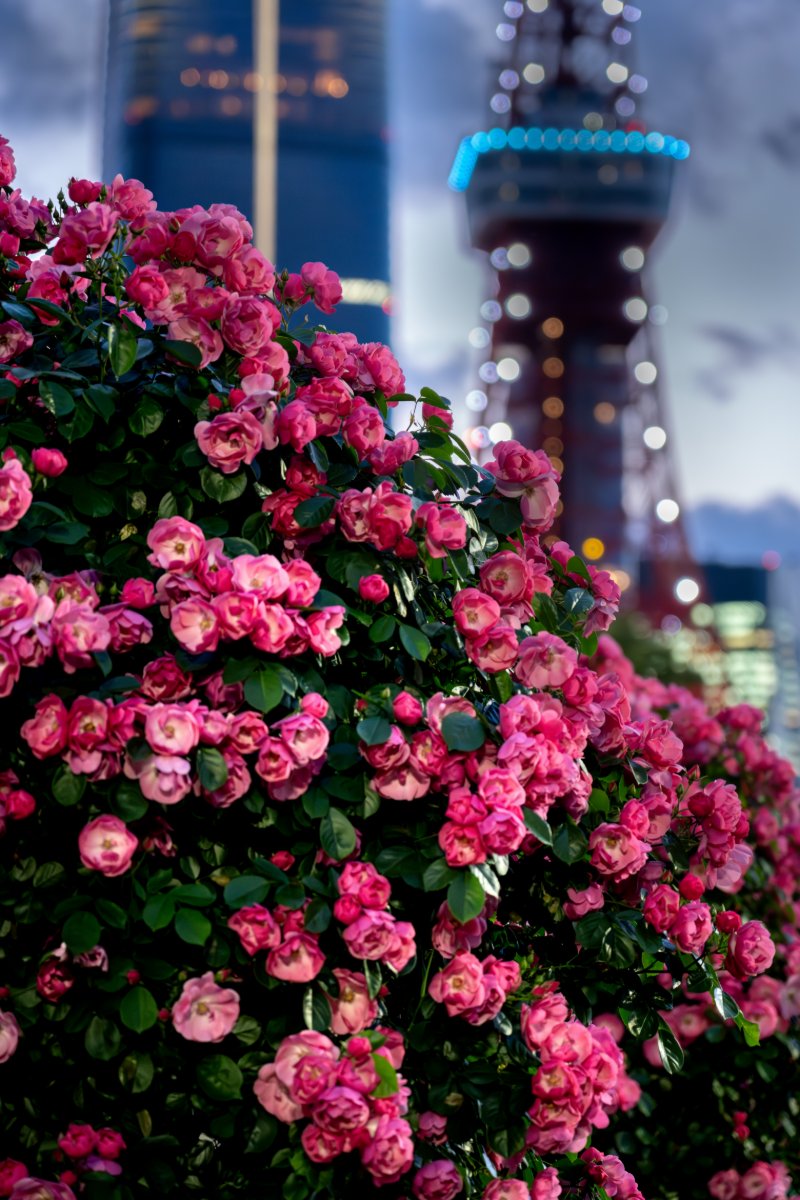 ROSE & TOWER