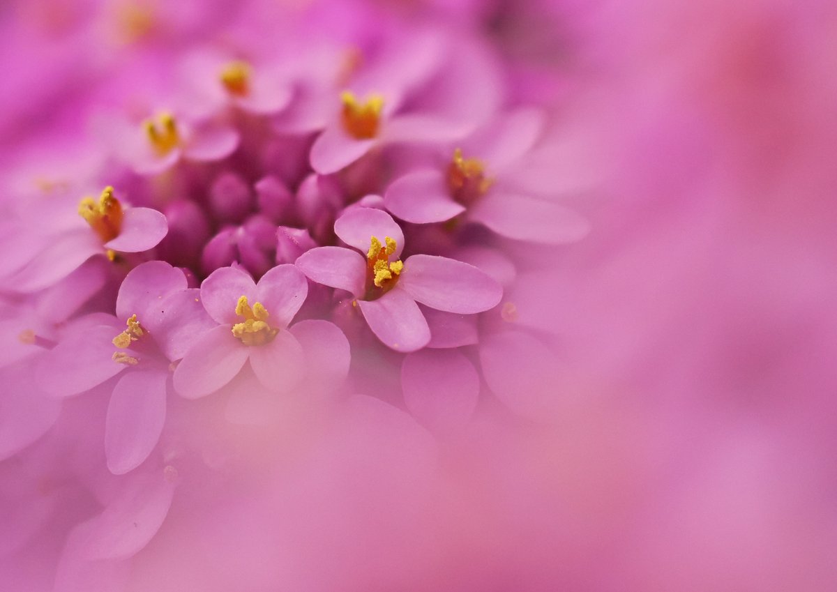桃色の花園