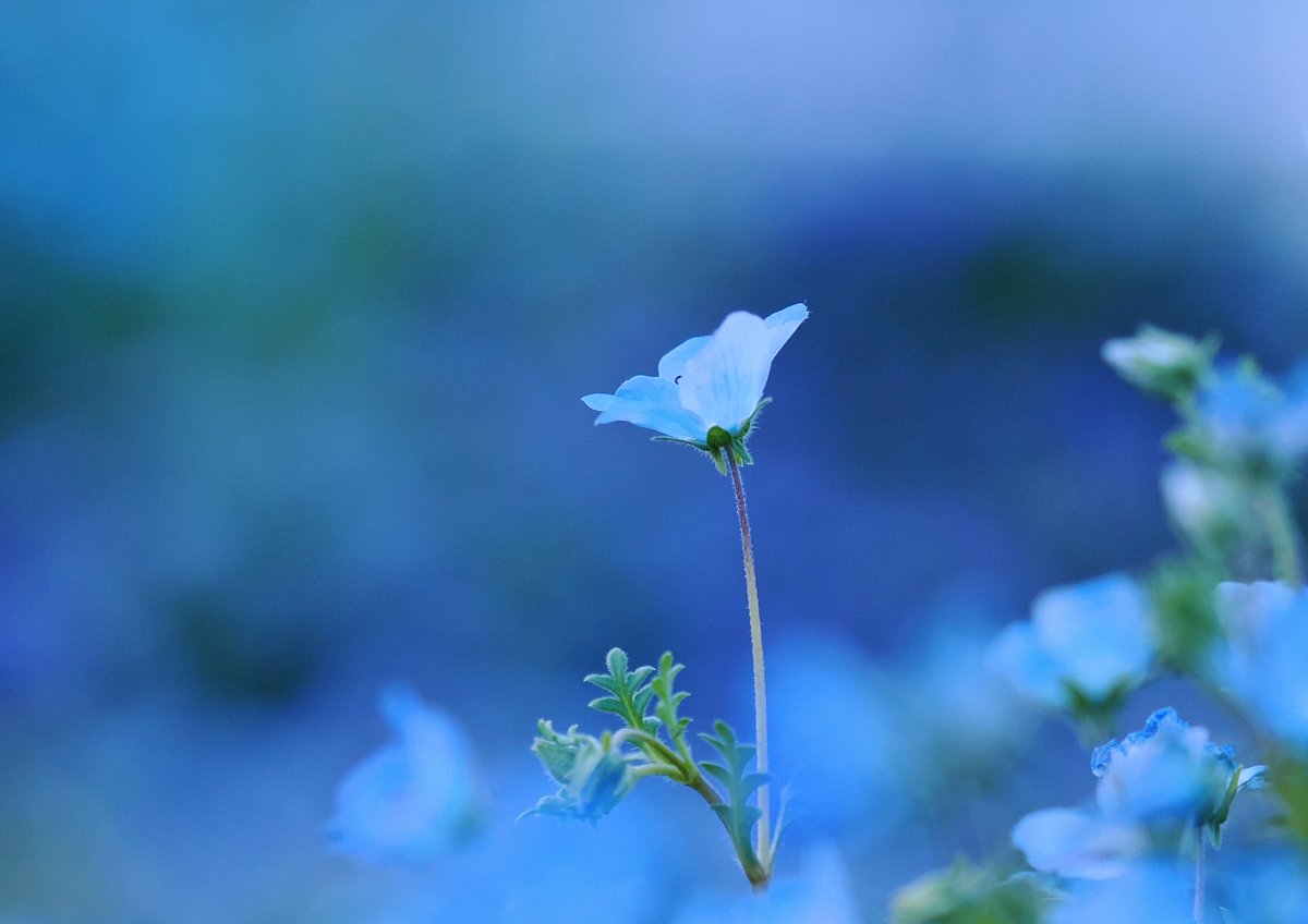 蒼の世界