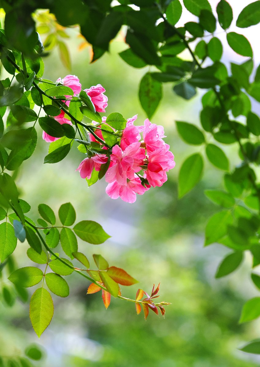 光に浮かぶ花