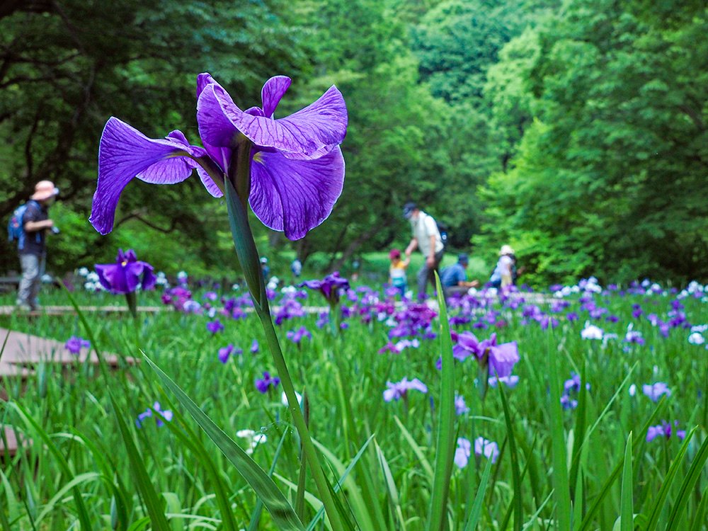 花しょうぶ咲く頃