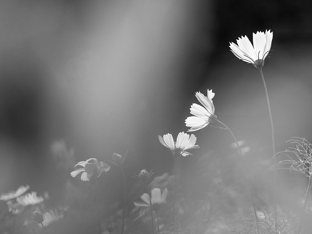 花の余韻