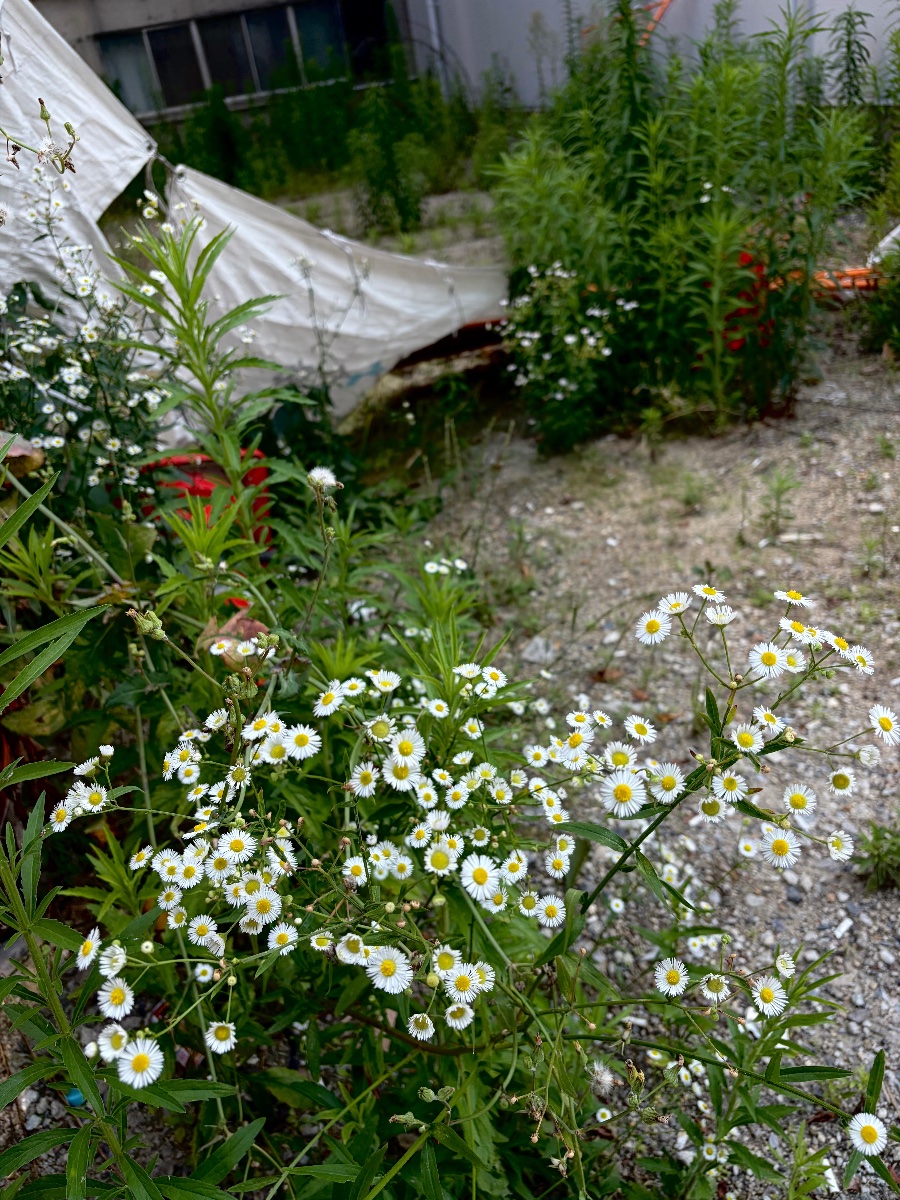 化外の花