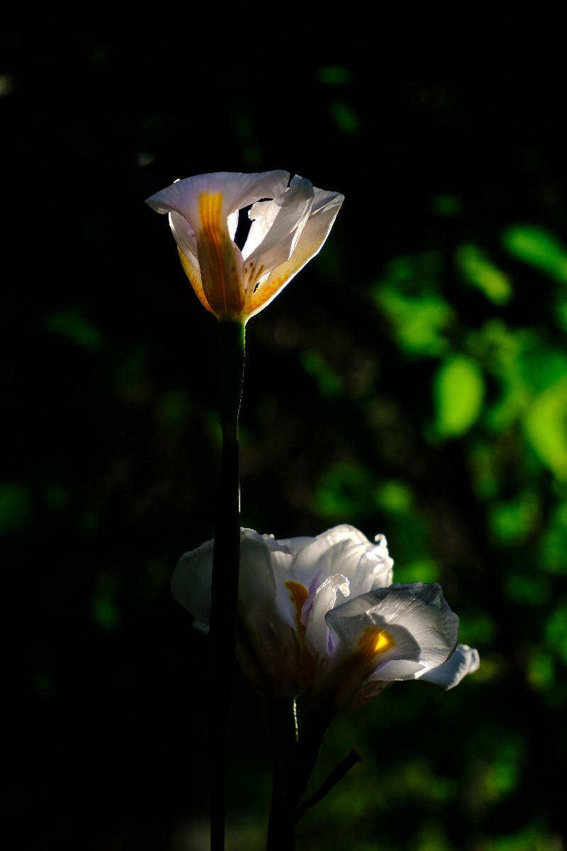花燈