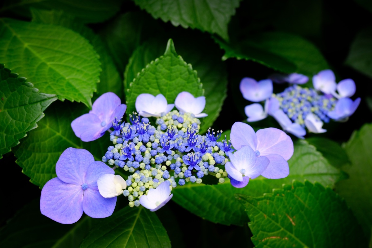 紫陽花日和