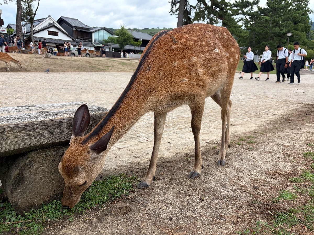 わたしは、草派