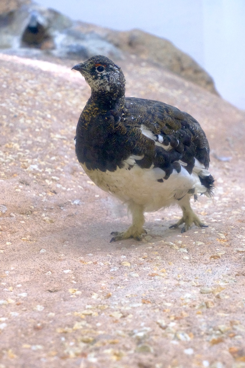雷鳥さん