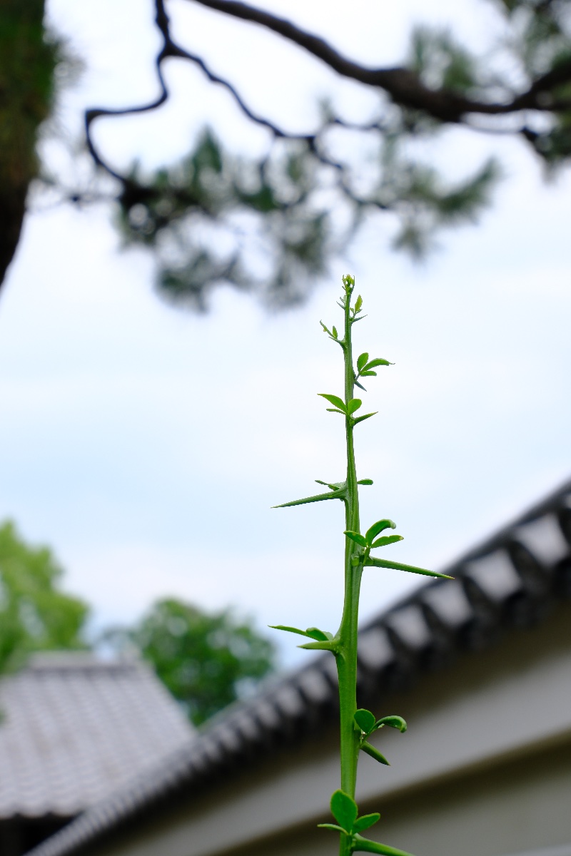 お寺に咲くカラタチ