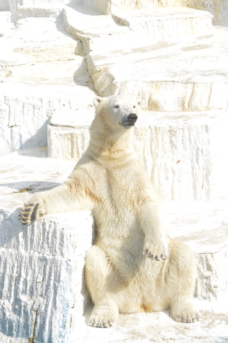 ホッキョクグマ🐻‍❄️ホウチャン