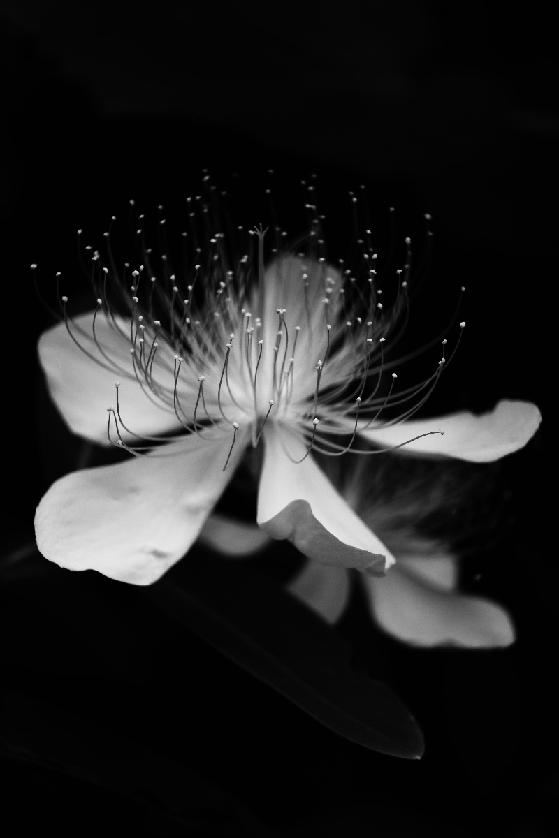 Filaments