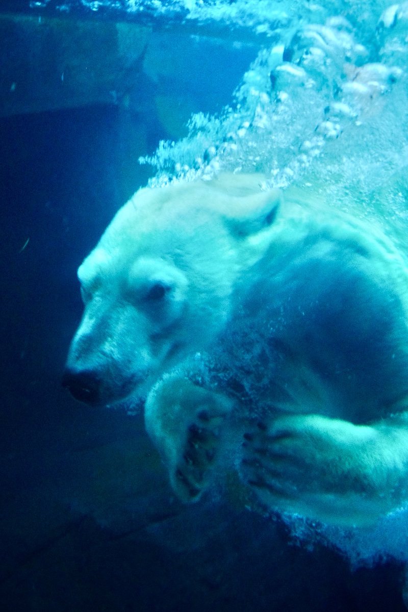 Dive!!!