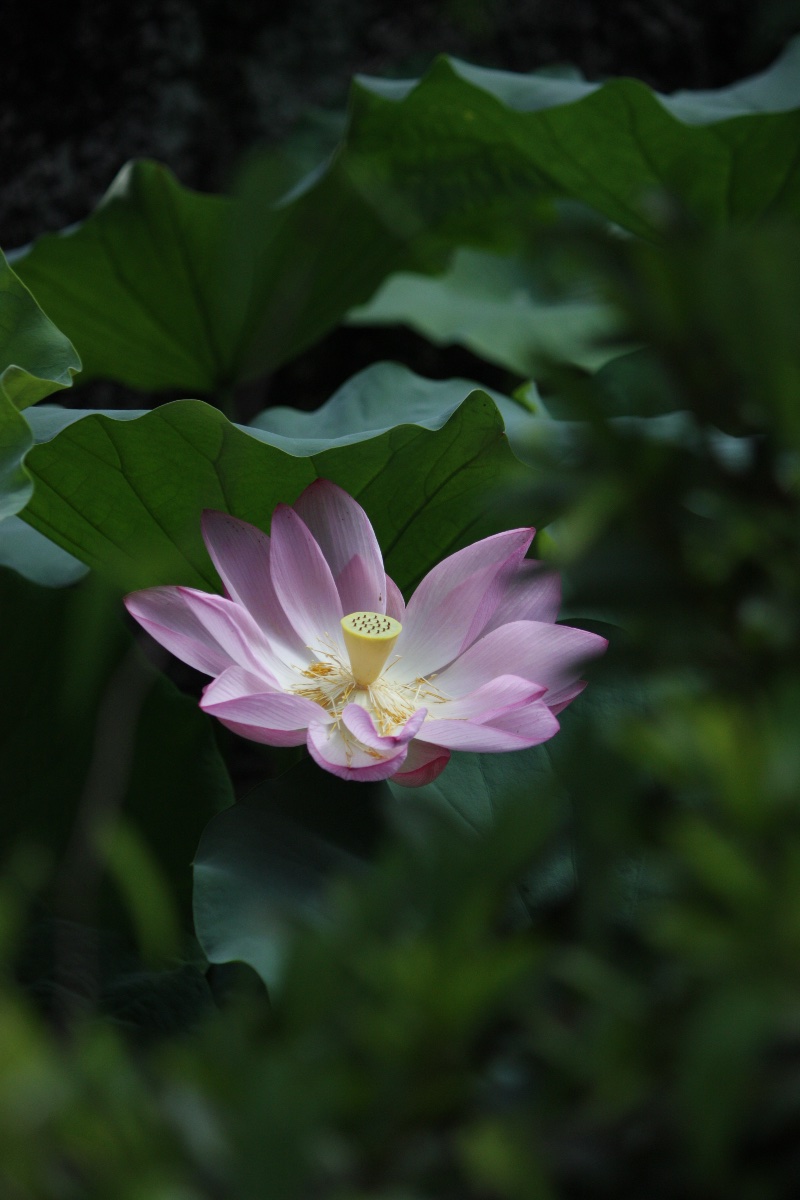 夏の終焉