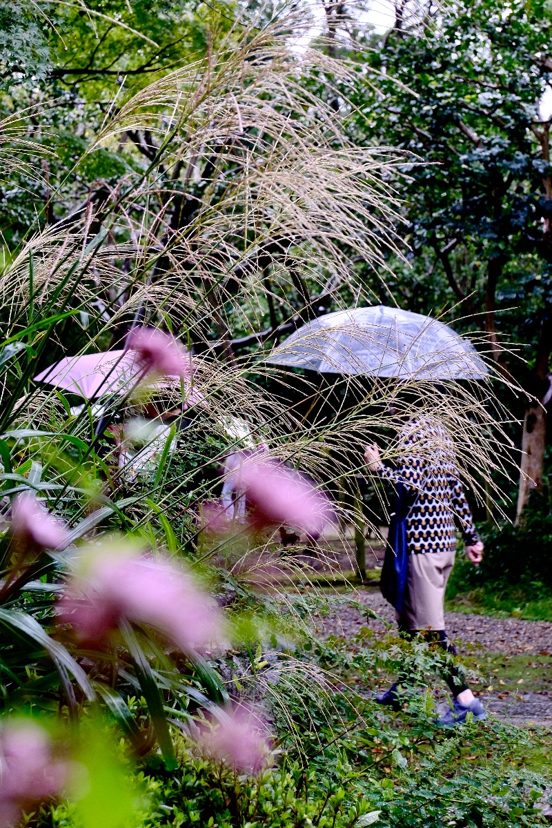 秋雨を進む