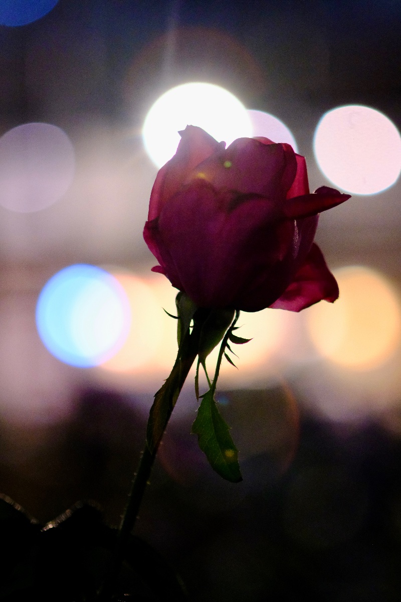 Rose on Stage