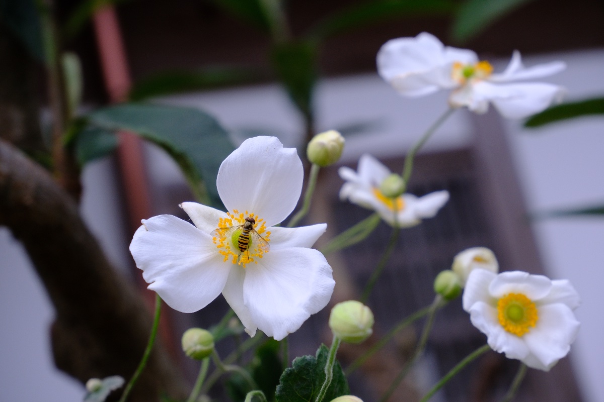この蜜が好き
