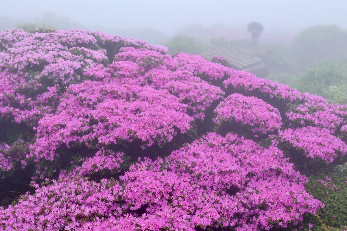 祝福の花束