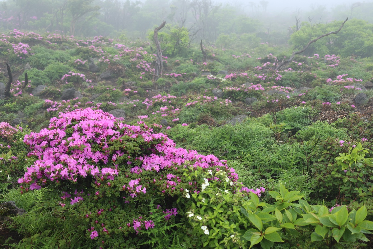 天空の花園